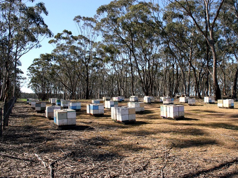 XL „Apimondia” – Melbourne 2007 (cz.&nbsp;2)