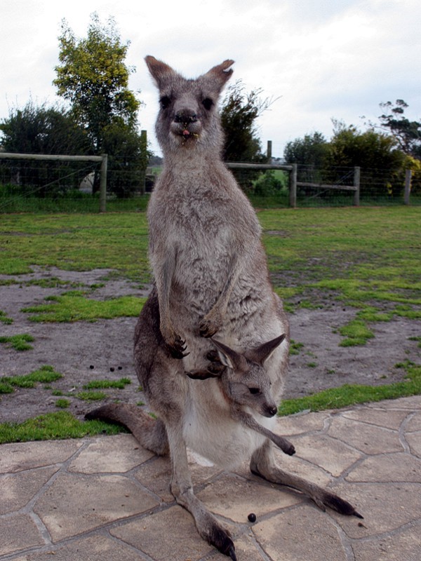 XL „Apimondia” – Melbourne 2007 (cz.&nbsp;3)