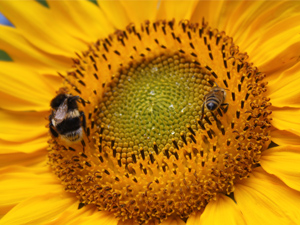 fotokonkurs_2011_pk_sm