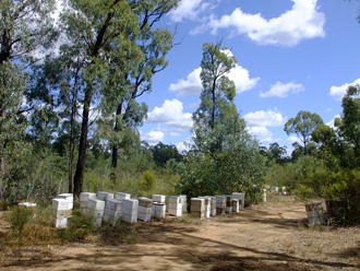 beeaustralia_11_sm