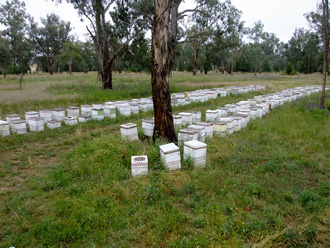 beeaustralia_12_sm