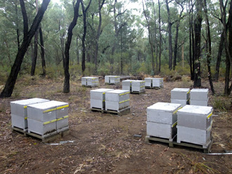 beeaustralia_13_sm