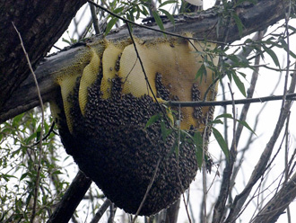beeaustralia_15_sm