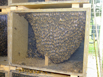 beeaustralia_17_sm