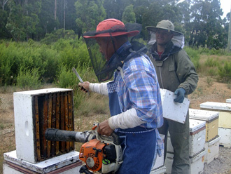 beeaustralia_18_sm
