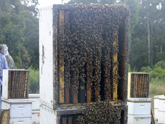 beeaustralia_19_sm