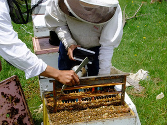 beeaustralia_20_sm