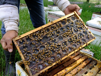 beeaustralia_21_sm