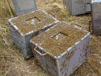 beeaustralia_24_sm