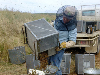 beeaustralia_25_sm