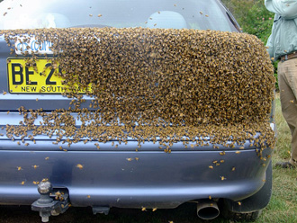 beeaustralia_26_sm