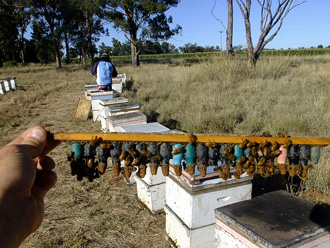 beeaustralia_27_sm