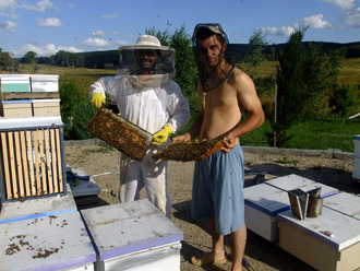 beeaustralia_29_sm