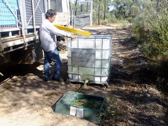 beeaustralia_30_sm