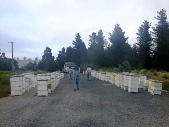 beeaustralia_31_sm