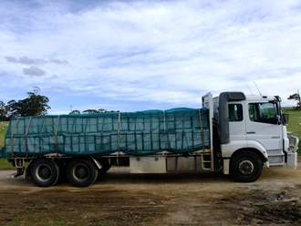 beeaustralia_32_sm