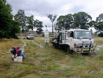 beeaustralia_33_sm