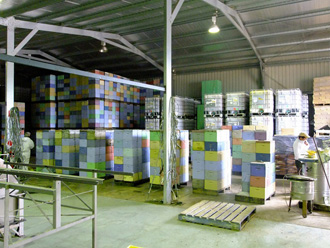 beeaustralia_34_sm