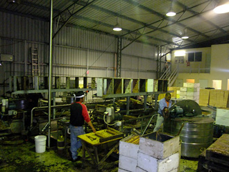 beeaustralia_36_sm