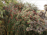 apiexpo_pasieki2011_004