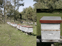 apiexpo_pasieki2011_006