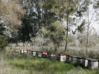 apiexpo_pasieki2011_009