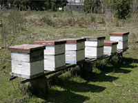 apiexpo_pasieki2011_010
