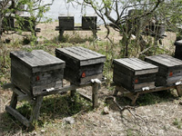 apiexpo_pasieki2011_025