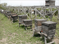 apiexpo_pasieki2011_036