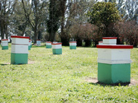 apiexpo_pasieki2011_039
