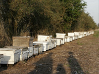 apiexpo_pasieki2011_053