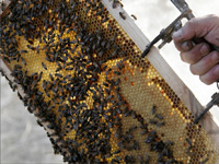 apiexpo_pasieki2011_055