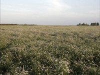 apiexpo_pasieki2011_056
