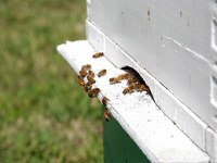 apiexpo_pasieki2011_071