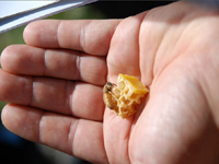apiexpo_pasieki2011_080
