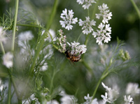 apiexpo_pasieki2011_096
