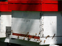 apiexpo_pasieki2011_100