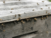 apiexpo_pasieki2011_130