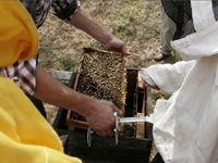 apiexpo_pasieki2011_146