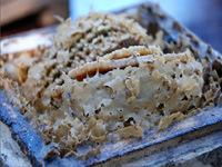 apiexpo_pasieki2011_166