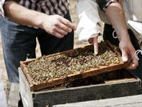 apiexpo_pasieki2011_168