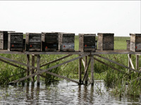apiexpo_pasieki2011_169