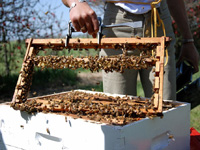 apiexpo_pasieki2011_178