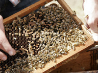 apiexpo_pasieki2011_157
