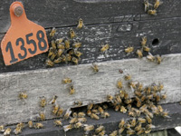 apiexpo_pasieki2011_202