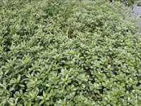 apiexpo_pasieki2011_207