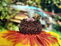 11_gomulka_sm