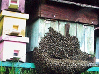 15_nazimek_sm