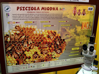 apimondia13_38sm